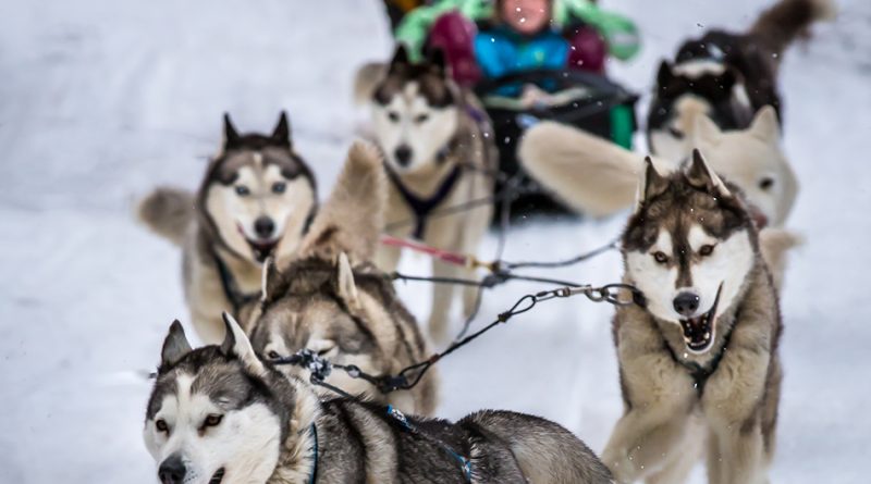 Baw Baw sled dogs