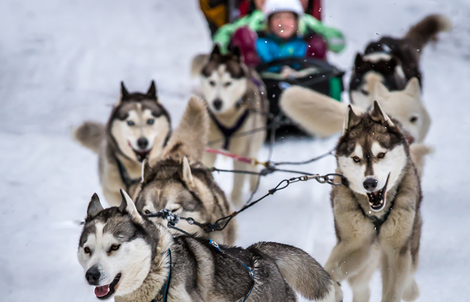 Mt Baw Baw dog sled dash Snowatch